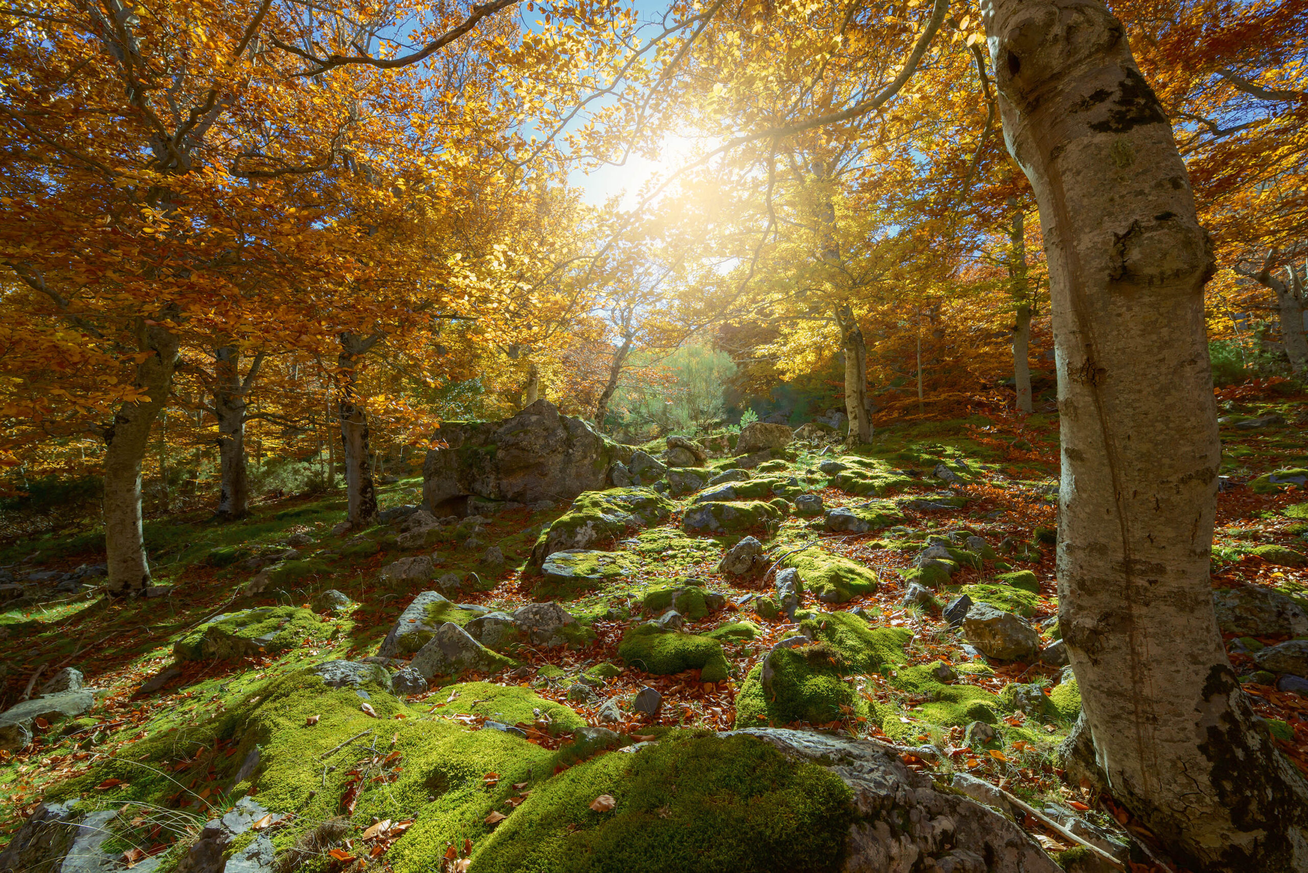 Parque Natural del Moncayo